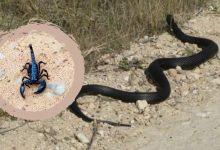 Yılan Akrep Haşere Gibi Zararlı Hayvanlardan Korunma Duası