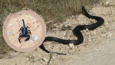 Yılan Akrep Haşere Gibi Zararlı Hayvanlardan Korunma Duası