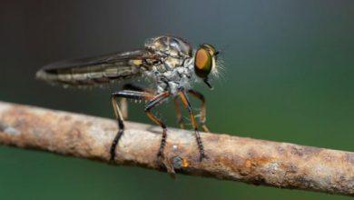 Bir Sinegin Gozunden Ibretlik Manzaralar